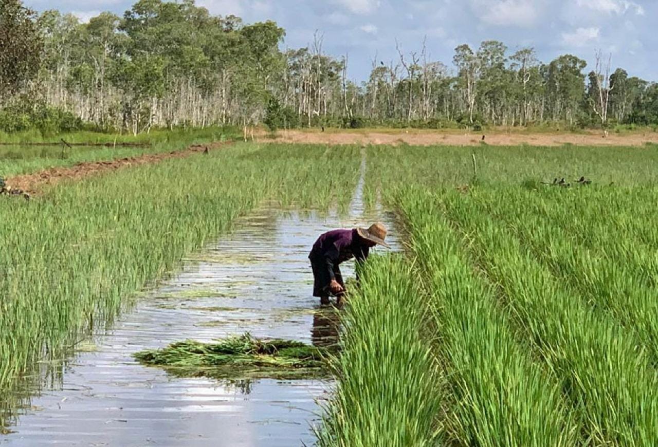 BAZNAS Dukung Ketahanan Pangan Lokal Lewat Gotong Royong Petani Anjir Pasar