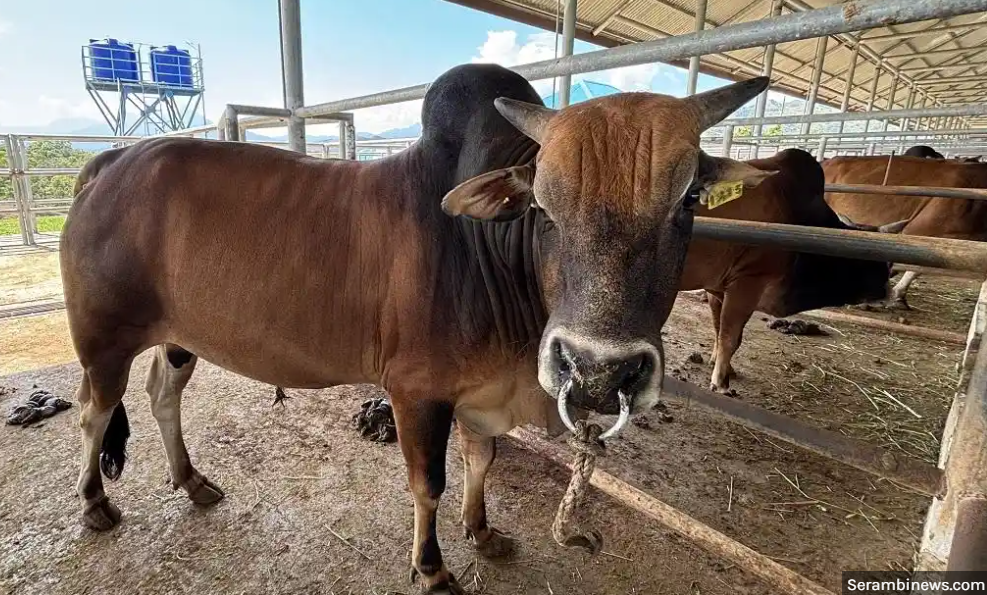 Aceh Siapkan 24 Sapi Kurban Presiden   