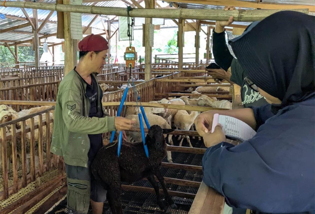 Sinergi BAZNAS dan Mustahik Balai Ternak Dongkrak Ekonomi Blora